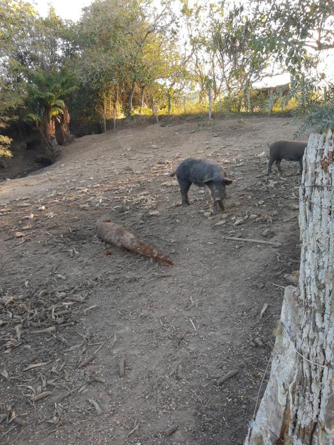 הוילה Rio Rufino Fazenda Tamandua Casa De Campo - Cabana Coragem מראה חיצוני תמונה